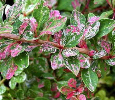 Барбарис тунберга 'Starburst', к-5,0 (Berberis thunbergii 'Starburst', к-5,0)