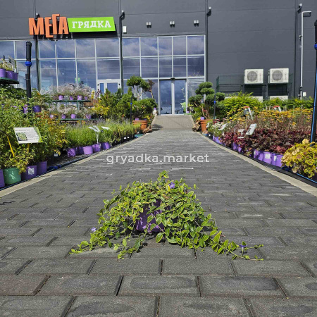 Барвинок малый Блю энд Голд (ЛФ)