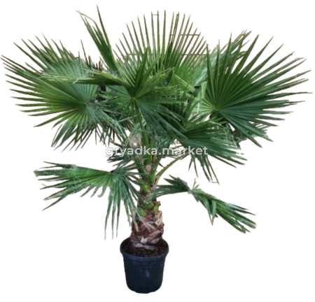 Вашингтония Робуста, наб. (D-15)