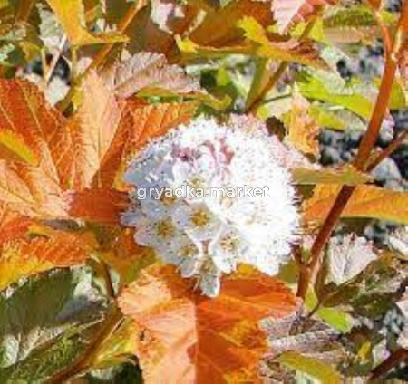 Пузыреплодник калинолистный (Physocarpus opulifolius AMBER JUBILEE Jefam PBR) C6 Н80 - 100