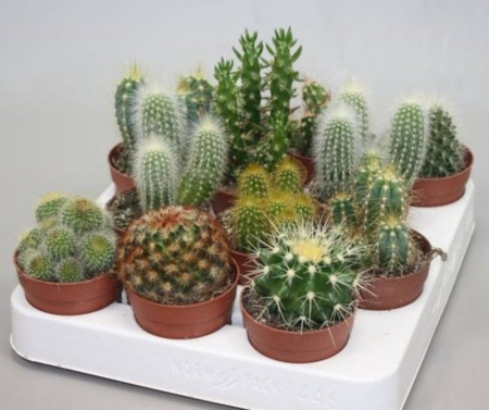 Кактус Микс, (D-5) Кактус Микс, (D-5)