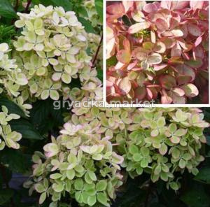 Гортензия метельчатая  Пастел Грин С3 СП-22