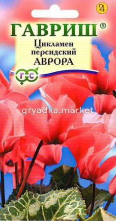 Цикламен Аврора персидский 3 шт. Гавриш