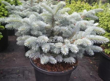 Ель колючая Глаука Глобоза