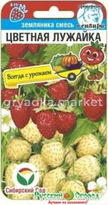 Земляника Цветная лужайка 10шт Ранн (Сиб сад)