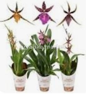 Брассия Микс D12 H55