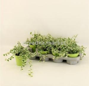 Фикус Пумила Бель Санни С12 Н25