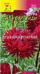 Астра Гала Бургунди игольчатая густомахровая 0.1г Одн 80см (Цвет сад)