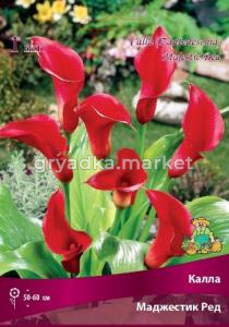 Калла Маджестик Ред 1шт 14-16