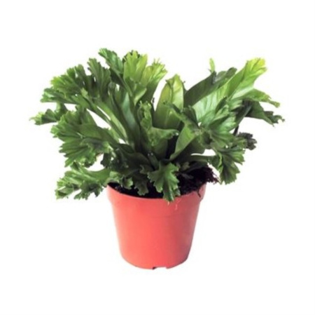 Асплениум Антиквум Лесли С12 H25 Асплениум Антиквум Лесли С12 H25