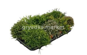 Рипсалис Микс 12см