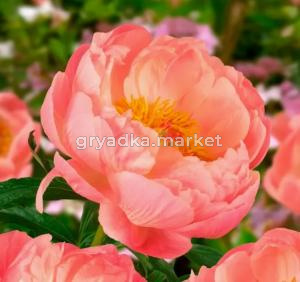 Скриншот 14-04-2026 150324