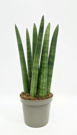 Сансевиерия цилиндрическая Стрэйт, пал. (D-9) Сансевиерия цилиндрическая Стрэйт, пал. (D-9)