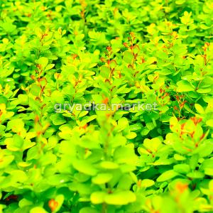 Барбарис тунберга Неон C2 1