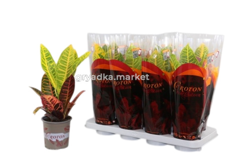 Кодиеум Петра Браншед 21см