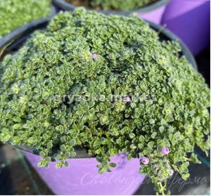 Скриншот 28-11-2023 151315