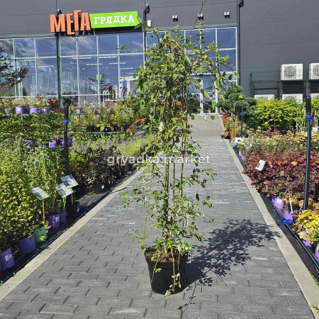 Ива козья Кильмарнок на штамбе 120 ГлХ