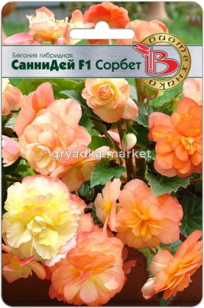 Бегония клубневая Санни Дей F1 Сорбет 5шт (Биотехника)