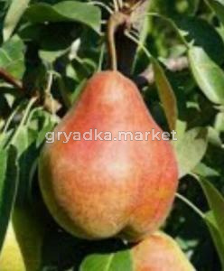 Скриншот 14-04-2026 154234