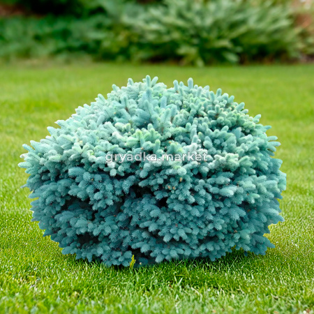 Ель колючая Глаука Глобоза C7,5 1
