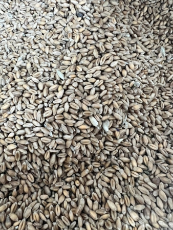 Пшеница 50кг