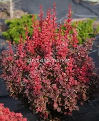 Скриншот 21-04-2026 111156