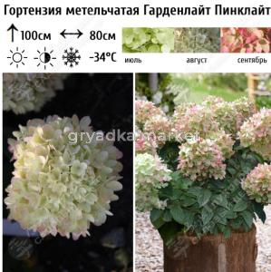 Гортензия метельчатая Гарденлайт Пинклайт С3 ГлХ