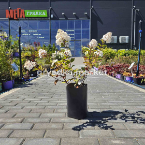 Гортензия метельчатая Фрамбозин (ПГ)