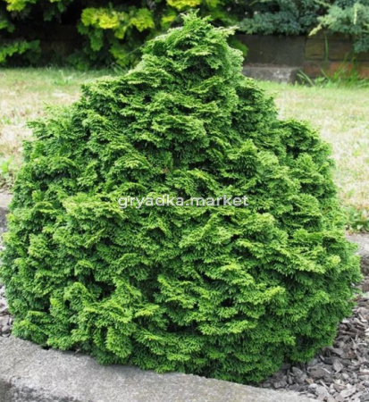 Скриншот 15-04-2026 152213