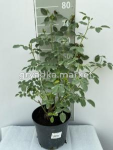 Роза английская Грехам Томас v5 Lav