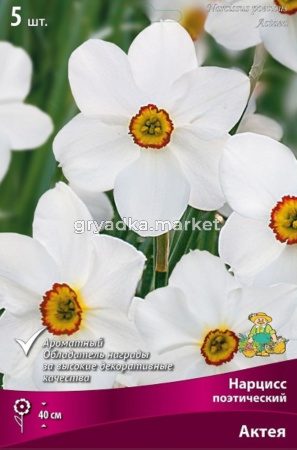 Нарцисс Поэтический Актея 5шт (белый, 12-14, h40см)