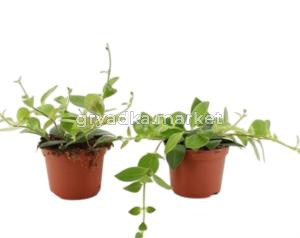 Aeschynanthus Mona Lisa