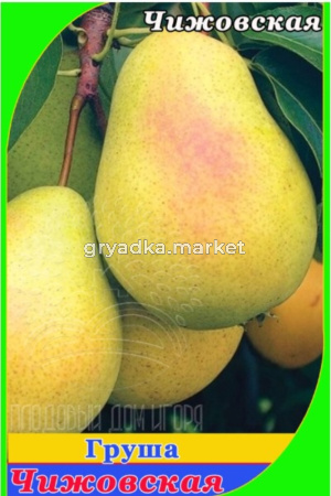 Груша Чижовская (V8) (ПДИ) (Питомник Плодовый Дом)