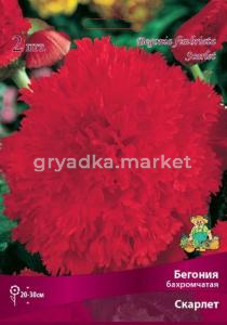 Бегония бахромчатая Скарлет 2шт.4-5