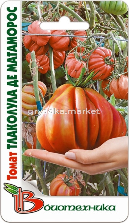 Томат Тлаколула де Матаморос -Биотехника