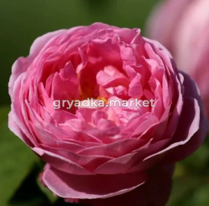 Роза Пинк Экспрешн чайно-гибридная 1шт (БиоМастер)