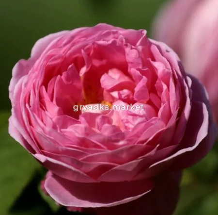 Роза Пинк Экспрешн чайно-гибридная 1шт (БиоМастер)