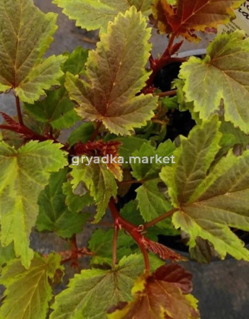 Пузыреплодник калинолистный Chameleon, С3