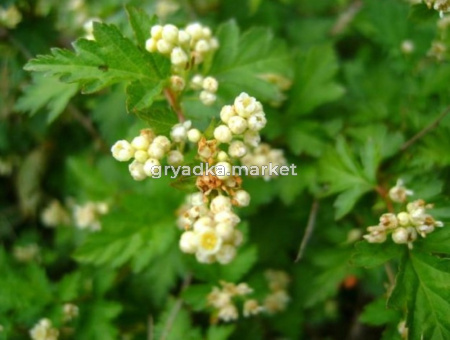 Стефанандра надрезаннолистная Криспа с3 (Никитенко)