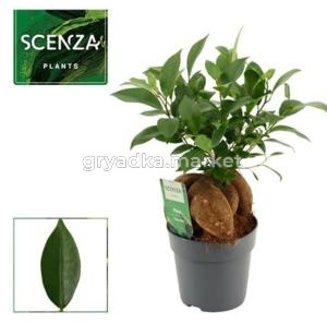 Фикус Гинсенг Ретуза С12 Н30