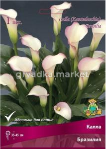 Калла Бразилия (бело-розовый, 1шт, 14-16)