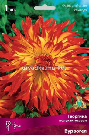 Георгина полукактусовая Вурвогел (жёлтый, с ярко-красными кончиками, лепестки волнистые, 1шт, I)