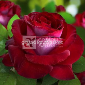 Роза Госпел 1шт чайно-гибридная (Сем Алт)