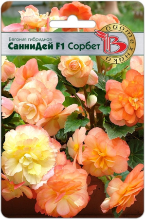 Бегония клубневая Санни Дей F1 Сорбет 5шт (Биотехника)