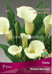 Калла Кэптин Вентура 1шт