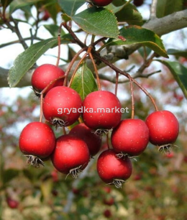 Боярышник сливолистный (С2)