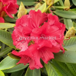Рододендрон гибридный Вулкан C 5 30-40 1