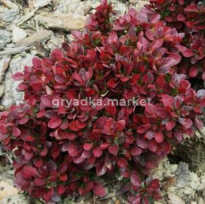 Барбарис тунберга Багатель v2 Lav