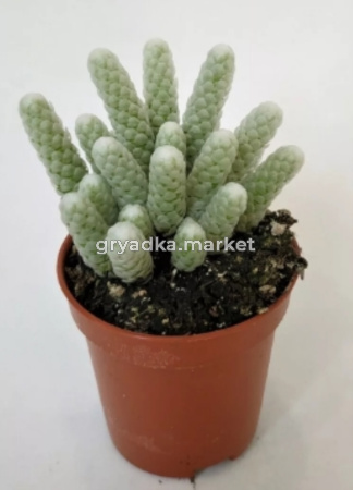 Авония Поперация мини D5,5 H12