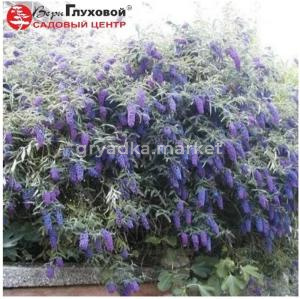 Буддлея Давида Эмпайр Блю 45-60 С10 БАл (цветки пурпурно-красные)
